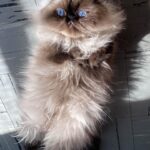 Christine McConnell Instagram - Professor Poof being his poofiest...