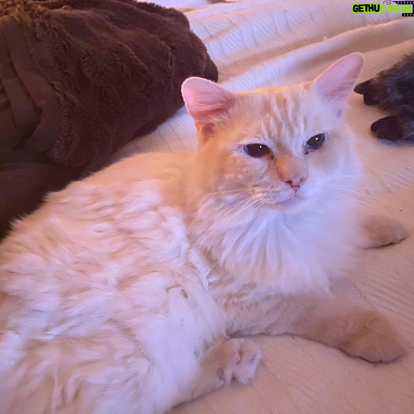 Christine McConnell Instagram - Archimedes today vs. the day he was brought home... He snuggles all night, sleeps all day and seems so happy. I love him very much ♥️