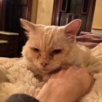 Christine McConnell Instagram - Archimedes today vs. the day he was brought home... He snuggles all night, sleeps all day and seems so happy. I love him very much ♥️