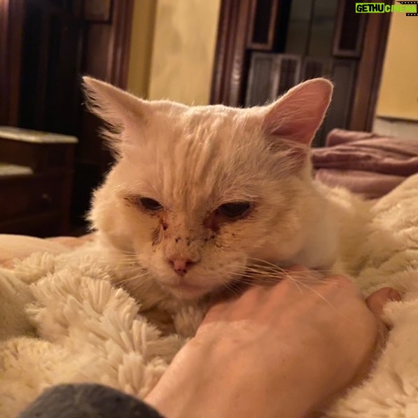 Christine McConnell Instagram - Archimedes today vs. the day he was brought home... He snuggles all night, sleeps all day and seems so happy. I love him very much ♥️