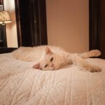 Christine McConnell Instagram - Meet Archimedes! ✨❤️✨ About a month ago I went to the Herkimer County Humane Society looking to find an older furry friend to adopt. Initially he didn’t stand out, but after meeting everyone, something about him just seemed right. When I mentioned him to the girl at reception, she said he had fallen on hard times, had required eye surgery when they got him and that no one had asked about him since he arrived several months earlier. He is now safely in his forever home, making fast friends and getting ready for his first Halloween in this new chapter of his life! 🍂🎃🍂