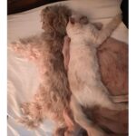 Christine McConnell Instagram - Meet Archimedes! ✨❤️✨ About a month ago I went to the Herkimer County Humane Society looking to find an older furry friend to adopt. Initially he didn’t stand out, but after meeting everyone, something about him just seemed right. When I mentioned him to the girl at reception, she said he had fallen on hard times, had required eye surgery when they got him and that no one had asked about him since he arrived several months earlier. He is now safely in his forever home, making fast friends and getting ready for his first Halloween in this new chapter of his life! 🍂🎃🍂