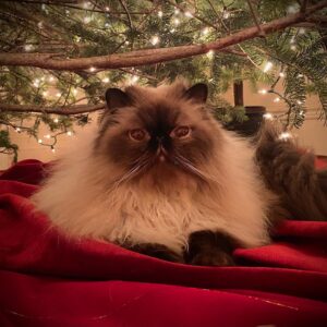 Christine McConnell Instagram - Merry Christmas! ✨🎄✨