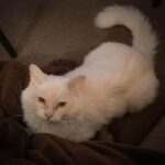 Christine McConnell Instagram - Meet Archimedes! ✨❤️✨ About a month ago I went to the Herkimer County Humane Society looking to find an older furry friend to adopt. Initially he didn’t stand out, but after meeting everyone, something about him just seemed right. When I mentioned him to the girl at reception, she said he had fallen on hard times, had required eye surgery when they got him and that no one had asked about him since he arrived several months earlier. He is now safely in his forever home, making fast friends and getting ready for his first Halloween in this new chapter of his life! 🍂🎃🍂