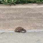 Christopher Lloyd Instagram – When I was young I dreamt of being a herpetologist and it was so cool to have a real herpetologist, the man @forrest.galante help me relocate the baby rattlesnake that found its way to my house!
