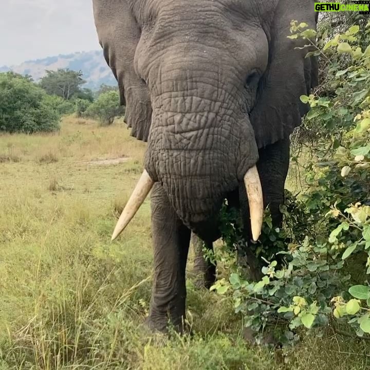 Christopher Meloni Instagram - This bull elephant was “in must”- ready to mate with 40x the testosterone as usual. Hippos were bored, the birds were skinny, the rhinos critically endangered and magnificent, family in awe- don’t let ‘em tell ya it ain’t “happening” in Kearney Nebraska! Sure it was dangerous at times but o had my trusty bow and arrow at the ready! #BullseyeEveryTime #spokaneTmrw Thx to the navigation crew @bravocharlieexpeditions @sophiaemeloni @dante_melonii @sherman.meloni