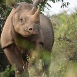 Christopher Meloni Instagram - This bull elephant was “in must”- ready to mate with 40x the testosterone as usual. Hippos were bored, the birds were skinny, the rhinos critically endangered and magnificent, family in awe- don’t let ‘em tell ya it ain’t “happening” in Kearney Nebraska! Sure it was dangerous at times but o had my trusty bow and arrow at the ready! #BullseyeEveryTime #spokaneTmrw Thx to the navigation crew @bravocharlieexpeditions @sophiaemeloni @dante_melonii @sherman.meloni