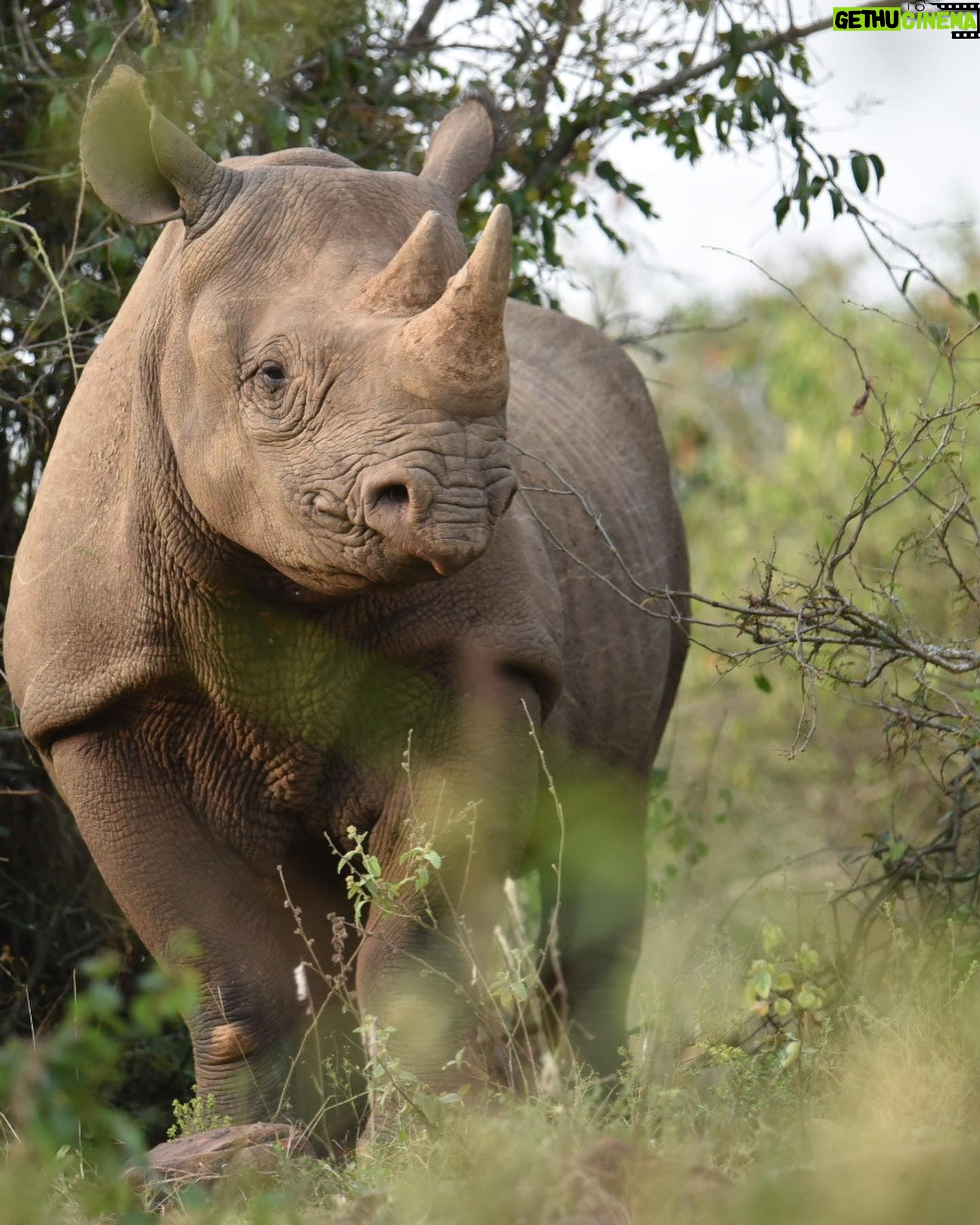 Christopher Meloni Instagram - This bull elephant was “in must”- ready to mate with 40x the testosterone as usual. Hippos were bored, the birds were skinny, the rhinos critically endangered and magnificent, family in awe- don’t let ‘em tell ya it ain’t “happening” in Kearney Nebraska! Sure it was dangerous at times but o had my trusty bow and arrow at the ready! #BullseyeEveryTime #spokaneTmrw Thx to the navigation crew @bravocharlieexpeditions @sophiaemeloni @dante_melonii @sherman.meloni