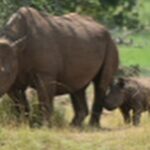 Christopher Meloni Instagram - This bull elephant was “in must”- ready to mate with 40x the testosterone as usual. Hippos were bored, the birds were skinny, the rhinos critically endangered and magnificent, family in awe- don’t let ‘em tell ya it ain’t “happening” in Kearney Nebraska! Sure it was dangerous at times but o had my trusty bow and arrow at the ready! #BullseyeEveryTime #spokaneTmrw Thx to the navigation crew @bravocharlieexpeditions @sophiaemeloni @dante_melonii @sherman.meloni