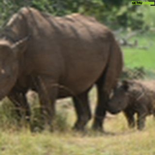 Christopher Meloni Instagram - This bull elephant was “in must”- ready to mate with 40x the testosterone as usual. Hippos were bored, the birds were skinny, the rhinos critically endangered and magnificent, family in awe- don’t let ‘em tell ya it ain’t “happening” in Kearney Nebraska! Sure it was dangerous at times but o had my trusty bow and arrow at the ready! #BullseyeEveryTime #spokaneTmrw Thx to the navigation crew @bravocharlieexpeditions @sophiaemeloni @dante_melonii @sherman.meloni