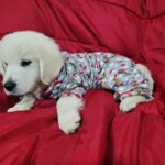 Christy Carlson Romano Instagram - Merry Christmas from the newest member of our family, “Bear.” 😍🎄🎁