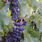 Clara Alonso Instagram - Un regalo. Viajar a Valle de Uco, Mendoza, a disfrutar de los pequeños placeres. Un rico vino, un atardecer en la montaña, comida casera, nuevos amigos, charlas inspiradoras. Un fogón y un concierto acústico, guiar una meditación para los demás, una pausa a la calma y al disfrute. Gracias @lacelia.arg por este viaje inolvidable. Gracias por traernos a conocer el corazón de sus vinos. Chin chin♡