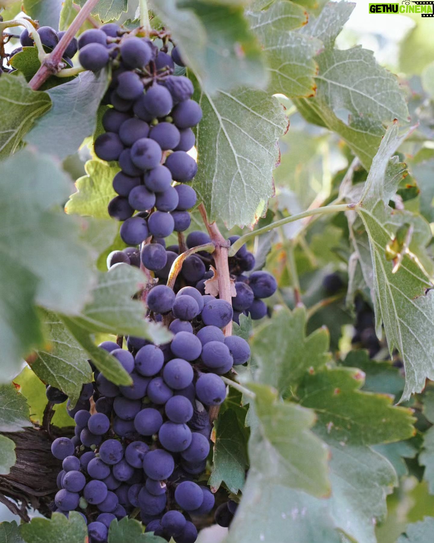 Clara Alonso Instagram - Un regalo. Viajar a Valle de Uco, Mendoza, a disfrutar de los pequeños placeres. Un rico vino, un atardecer en la montaña, comida casera, nuevos amigos, charlas inspiradoras. Un fogón y un concierto acústico, guiar una meditación para los demás, una pausa a la calma y al disfrute. Gracias @lacelia.arg por este viaje inolvidable. Gracias por traernos a conocer el corazón de sus vinos. Chin chin♡
