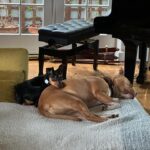 Claudia Sulewski Instagram – then 3 became 4 🤎 meet mousse. this little man wasted no time charming his way into our hearts and most importantly peaches’🫀thank you @tailsofthecityrescue for being so thoughtful with your adoption process. over the last 3 weeks we’ve watched these two tug, tussle, chase, cuddle and share every cozy corner of our home together. it’s been the sweetest thing to witness. the little man is here to stay.
