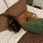 Claudia Sulewski Instagram – then 3 became 4 🤎 meet mousse. this little man wasted no time charming his way into our hearts and most importantly peaches’🫀thank you @tailsofthecityrescue for being so thoughtful with your adoption process. over the last 3 weeks we’ve watched these two tug, tussle, chase, cuddle and share every cozy corner of our home together. it’s been the sweetest thing to witness. the little man is here to stay.