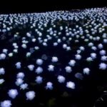 Claudia Winkleman Instagram – Repost @anyahindmarch Every year Grosvenor Square in London lights up with thousands of white illuminated roses. For £10, you can dedicate a rose with a personal message in memory of a loved one. It’s a place to reflect at Christmas in amongst all the festive cheer, and in doing so raise money for the incredible institution that is @RoyalMarsden. @everaftergarden