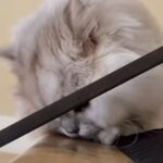 Cleopatra Bernard Instagram – Happy Birthday his royal meowjesty  @divinchythecat 👑