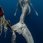 Cobie Smulders Instagram - Join @oceana in protecting whales from deadly and avoidable entanglements. Visit @oceana to learn how you can help! 💙