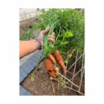 Cobie Smulders Instagram - Harvest Time!🌱 This garden is keeping me sane! #anyoneneedveggies?