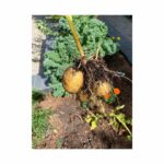 Cobie Smulders Instagram - Harvest Time!🌱 This garden is keeping me sane! #anyoneneedveggies?