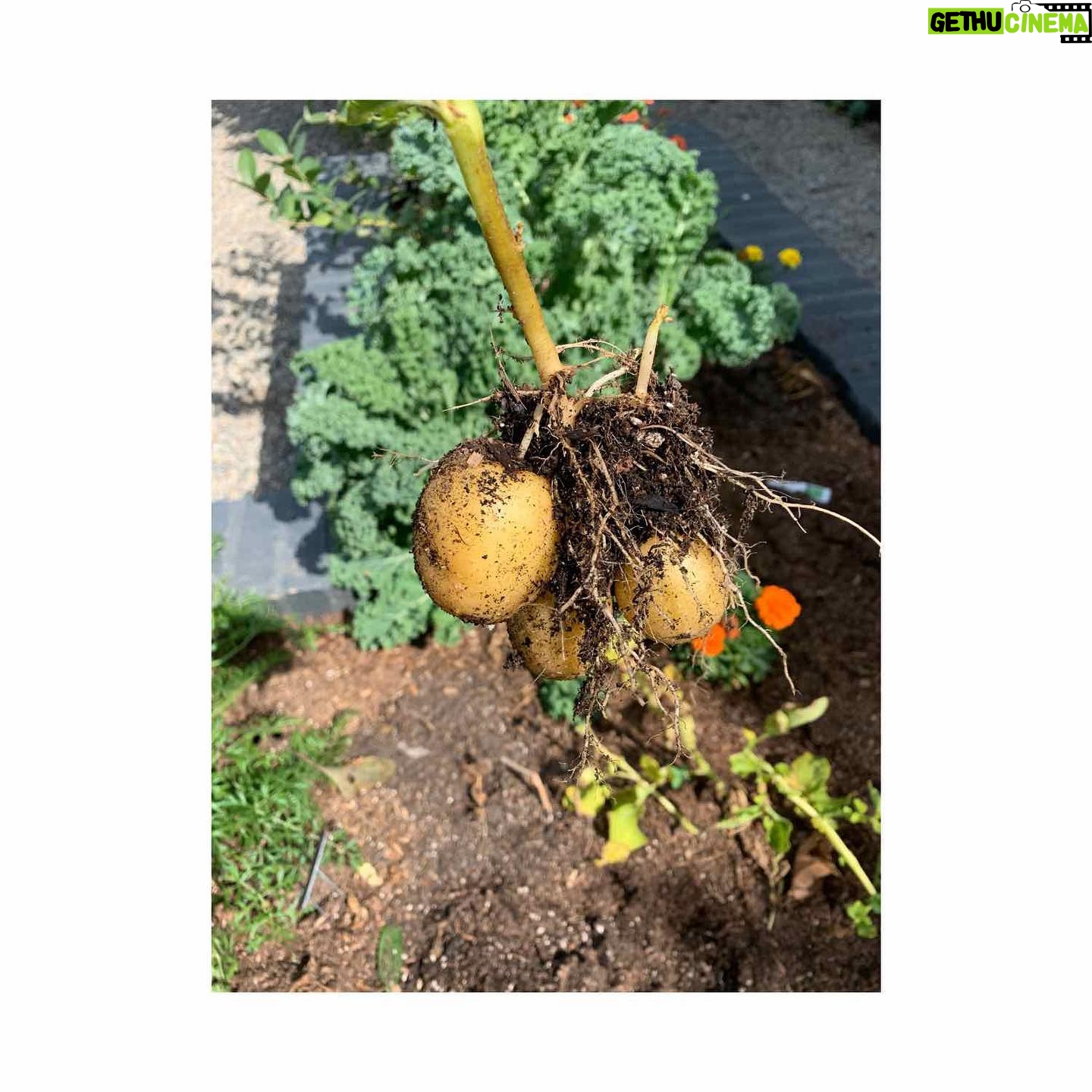 Cobie Smulders Instagram - Harvest Time!🌱 This garden is keeping me sane! #anyoneneedveggies?