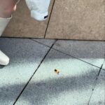 Cocomi Instagram – 2回目〜
・
映画観て、語りながら大盛りご飯とお肉を食べてという最高な日。帰ってからの練習も捗りました。
・
研磨が落ちるというアクシデントまで。
・
めちゃかっこつけて飲み物持つやーん