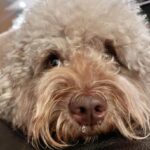 Cocomi Instagram - ルージュバーム999sとこちらのティント重ね付けした色。（唇）。ティントの色あとで確認します！ごめんなさいいい 下まつげは目尻、アイライナーで描いてます。（3本くらい描くのがオススメ！）