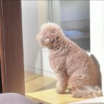 Cocomi Instagram - ルージュバーム999sとこちらのティント重ね付けした色。（唇）。ティントの色あとで確認します！ごめんなさいいい 下まつげは目尻、アイライナーで描いてます。（3本くらい描くのがオススメ！）