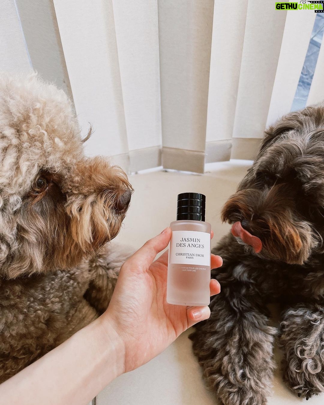 Cocomi Instagram - ちゅ。私がどハマりしているアイテム紹介タイム。🥳🥳🥳 皆さん、、、ヘアミストがあるのご存知ですか、、、「フワッと動いた時にいい香りがしたい」と思う方、是非試して見てください。✨🥰 私のイチオシの香りはジャスマンデザンジュです。(Jasmin des anges)