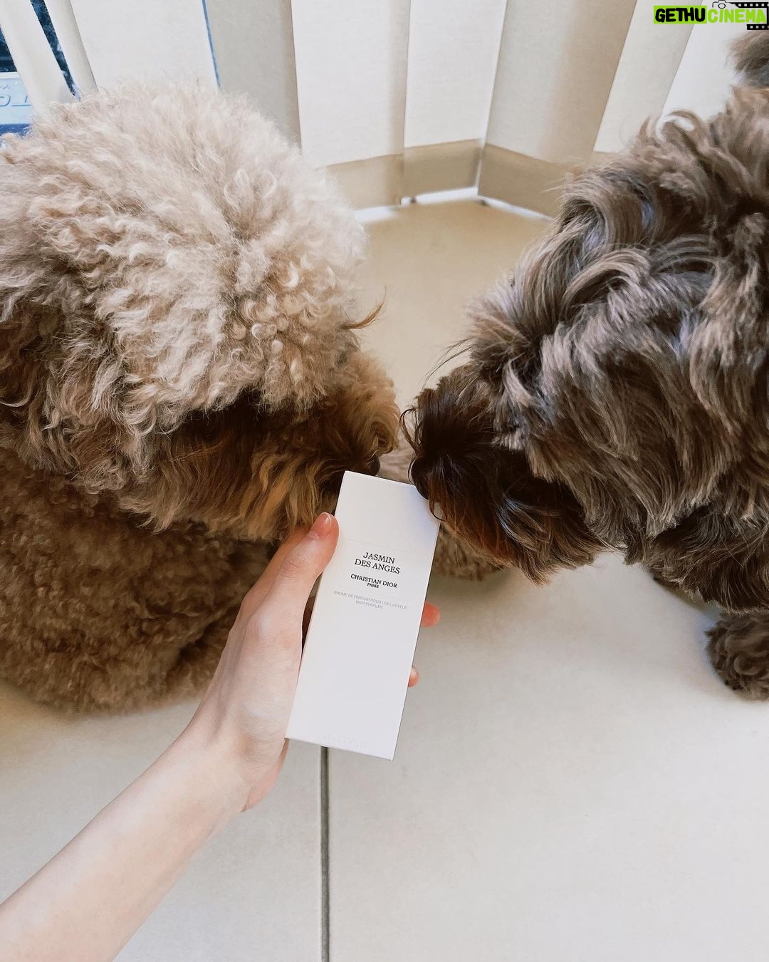 Cocomi Instagram - ちゅ。私がどハマりしているアイテム紹介タイム。🥳🥳🥳 皆さん、、、ヘアミストがあるのご存知ですか、、、「フワッと動いた時にいい香りがしたい」と思う方、是非試して見てください。✨🥰 私のイチオシの香りはジャスマンデザンジュです。(Jasmin des anges)