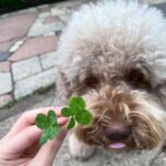 Cocomi Instagram - Lucky🤟🏻