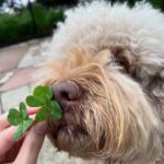 Cocomi Instagram - Lucky🤟🏻