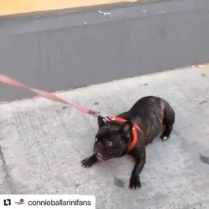 Connie Ballarini Instagram - Hoy es el día del animal …
❤️India- Troya- Egipto ❤️
celebro y agradezco tenerlos en mi vida… ellos hacen que mi vida sea más hermosa, ellos logran abstraerme del mundo, logran cambiarme la energía, sacarme sonrisas en días tristes, lograron despertar en mi un amor que no sabía q existía y tenerlos cerquita me genera una paz increíble 
Amo buscar fotos de ellos y q difícil hacer selección xq tengo tantas y son tan bellos mis hijas/o… 

Aprovecho para contarles cómo llegaron a mi vida:
India… apareció en un momento muy particular de mi vida. A mi no se me cruzaba por la cabeza tener un perro, pero mi pareja de ese momento quería un perro y Justo la hermana de una amiga de mi cuñada no podía tener más a India xq viajaba mucho… Me dio con año y medio… y al mes de llegar a casa me separo de ese novio. Quedamos solas y fue ( y es ) todo para mi. Ella me enseño a maternar, ella me hizo mamá. Había tenido otros perros pero eran ‘los perros de la familia’, ella era mi familia. Lo que la amo no lo puedo explicar. 
📸 les comparto una formo hermosa q me sacó Nahuel un amigo fotógrafo cuando era chiquita y como siempre tan fotogénica ella no podes ni sacarle fotos  y otra foto de su primera vez, miren esa cara de placer mientras le están choponeando de lo lindo 😂
📹 Un video de sus primeras salidas siempre caprichosa y eso hace q la ame más! Ahí paseando conmigo y su tia @monicatepfer 
Otro video de cuando @fedesimonetti la llevo a conocer el mar. Ay me mata de amor como se aman y amo q lo ame mas a Fede q a mi 😂 

TROYA 
La perra más buena y dulce que conozco y cagona tb… el miedo q le tiene a la lluvia por favor ! Amo lo distinta q es a India 
Ella era la perra de mi mamá y pasaba mucho tiempo en la casa de mi abuela con las señoras q la cuidaban. En un viaje de mi vieja me la quedé, le hice chequeos c mi veterinaria Lau q amo… de @veterinaria.manoba nos dimos cuenta de casualidad que tenia un tumor, se lo sacamos a tiempo y x suerte esta todo bien.  Nos dimos cuenta que ella acá estaba acompañada con otros animalitos q eso le hacía bien y que encontró en nosotros una familia. Así que pensando en lo mejor p ella se quedó en casa 🏠. 
Sigue abajo en comentarios 👇🏽