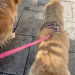 Connie Ballarini Instagram - Hoy es el día del animal … ❤️India- Troya- Egipto ❤️ celebro y agradezco tenerlos en mi vida… ellos hacen que mi vida sea más hermosa, ellos logran abstraerme del mundo, logran cambiarme la energía, sacarme sonrisas en días tristes, lograron despertar en mi un amor que no sabía q existía y tenerlos cerquita me genera una paz increíble Amo buscar fotos de ellos y q difícil hacer selección xq tengo tantas y son tan bellos mis hijas/o… Aprovecho para contarles cómo llegaron a mi vida: India… apareció en un momento muy particular de mi vida. A mi no se me cruzaba por la cabeza tener un perro, pero mi pareja de ese momento quería un perro y Justo la hermana de una amiga de mi cuñada no podía tener más a India xq viajaba mucho… Me dio con año y medio… y al mes de llegar a casa me separo de ese novio. Quedamos solas y fue ( y es ) todo para mi. Ella me enseño a maternar, ella me hizo mamá. Había tenido otros perros pero eran ‘los perros de la familia’, ella era mi familia. Lo que la amo no lo puedo explicar. 📸 les comparto una formo hermosa q me sacó Nahuel un amigo fotógrafo cuando era chiquita y como siempre tan fotogénica ella no podes ni sacarle fotos y otra foto de su primera vez, miren esa cara de placer mientras le están choponeando de lo lindo 😂 📹 Un video de sus primeras salidas siempre caprichosa y eso hace q la ame más! Ahí paseando conmigo y su tia @monicatepfer Otro video de cuando @fedesimonetti la llevo a conocer el mar. Ay me mata de amor como se aman y amo q lo ame mas a Fede q a mi 😂 TROYA La perra más buena y dulce que conozco y cagona tb… el miedo q le tiene a la lluvia por favor ! Amo lo distinta q es a India Ella era la perra de mi mamá y pasaba mucho tiempo en la casa de mi abuela con las señoras q la cuidaban. En un viaje de mi vieja me la quedé, le hice chequeos c mi veterinaria Lau q amo… de @veterinaria.manoba nos dimos cuenta de casualidad que tenia un tumor, se lo sacamos a tiempo y x suerte esta todo bien. Nos dimos cuenta que ella acá estaba acompañada con otros animalitos q eso le hacía bien y que encontró en nosotros una familia. Así que pensando en lo mejor p ella se quedó en casa 🏠. Sigue abajo en comentarios 👇🏽
