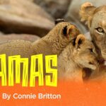 Connie Britton Instagram - So proud to present #Mamas on @therokuchannel, which I produced and narrated. But the stars of this beautiful show are the fierce, brilliant matriarchs of the animal kingdom and their babies whom they’ll stop at nothing to protect. Sound familiar? Just in time for Mother’s Day. Stream it free on May 6 on @therokuchannel! Trailer link in bio.