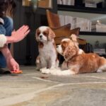 Courteney Cox Instagram - Do you trust them 🐶🐶?