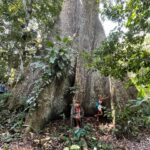 Cynthia Aparecida Instagram - Dia da maior floresta tropical do planeta: AMAZÔNIA ✨ 1- Você sabia que somos a última geração que pode salvar a Amazônia e que você pode ajudar a floresta continuar em pé sem levantar do sofá? assine @amazoniadepe_ 🌳✨💚 2- Você sabia que os povos indígenas representam apenas 5% da população mundial e são responsáveis por preservar 82% da biodiversidade do planeta ? 3.1 <- Você sabia que 80% dos brasileiros querem que a Amazônia seja uma prioridade dos candidatos à presidência em 2022? 4- Você sabia que das espécies que a Amazônia abriga 95% ja foram afetadas pelas queimadas? 5- sabia que 18 árvores tombam por SEGUNDO na Amazônia? 6- sabia que em agosto deste ano houveram mais queimadas que no últimos 12 anos juntos? Hoje é dia de celebrar mas também de conscientizar. Então, já que hj é dia da maior reserva de água doce do planeta quero te fazer um convite: Bora pensar em mais soluções e em menos consumo? Quantas coisas e possibilidades podemos criar com aquilo que nós já temos? Quantas partes da nossa vida sendo vivida na terra podem ser reinventadas? Mudadas? Melhoradas? O que a gente pode fazer pra ajudar? Ainda dá tempo da gente melhorar o nosso futuro, cuidando AGORA da maior riqueza desse planeta. Vamos juntos? 🌳✨💚🌎