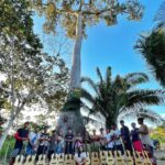 Cynthia Aparecida Instagram - PROCURO EQUIPE 🌱✨💡leia até o final. Foram 30 violões doados para 2 aldeias indígenas da Amazônia Acreana. Pela segunda vez, o projeto “ A VOZ DA FLORESTA” foi idealizado por mim e realizado por amigos, artistas , seguidores do meu Instagram e doadores, através de uma grande vaquinha coletiva. Levamos R$ 12.270,00 em instrumentos musicais para o coração da Amazônia, na região da cidade de Jordão, que é uma das regiões mais isoladas do país. Artistas Indígenas NOKE KUI e HUNI KUIN , mulheres , homens e crianças, foram os que receberam os instrumentos. Pra mim, uma das maneiras de escutar a voz da floresta é através dos cantos indígenas. Preservar a cultura e a arte indígena é de extrema importância pro futuro do planeta. No futuro é certo que todo mundo vai entender a importância de escutar a floresta. Não tem mais outra saída. Escutar a inteligência milenar , espiritual e ancestral da floresta é escutar os indígenas. No último vídeo, vocês podem perceber o grupo de mulheres HUNI KUIN portando violões pretos em suas mãos. (instrumentos que doamos da última vez) A partir dessa doação, elas começaram a se reunir para cantar e dançar juntas. E agora criaram o grupo de mulheres @kenekeneya que também está se preparando para sair da aldeia e apresentar a sua música e a sua medicina. Uma vez que a arte toca, expande todo o sistema pra sempre. Eu Cynthia, me abro para servir a força feminina da floresta. E ser ponte entre a força da mulher indígena e os cenários urbanos. 💚 Já que não dá pra todo mundo ir pra floresta, que tal a voz da floresta vir até nós??? ✨🌱 Amigos, Ainda vamos ter muitos projetos com floresta! Alguém aí sente o chamado de servir, participar, somar e contribuir?? Sintonizo um clã! 🖖🏼 🌱🌳✨💚