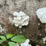 Cynthia Aparecida Instagram - CARROSSEL AMAZÔNIA: 🌳👇🏼 1- esse arco íris saiu logo após uma cerimônia indígena. O céu é o caminho. ✨ 2- ponto de vista de quem anda na mata. Cogumelos cintilantes ✨ 3- amor, floresta e progresso. Vote. 4- Ixã, pagé da aldeia @ni_yuxibu_altamira reunindo a aldeia. 5- @bimipinuyuxibu, a líder do movimento indígena de mulheres HUNI KUIN. O grupo tem a força da mulher que fala pela terra. Sigam @kenekeneya e apoiem artistas indígenas! 🌱 6- banho de rio deveria ser obrigatório nas escolas 7-Gabrieli pegou minhas mãos, me olhou no fundo dos olhos e com a boca fechada me disse: vai ficar tudo bem. 8- Guilherme caçava peixes com seu facão. 9- mulheres indígenas HUNI KUIN da aldeia @ni_yuxibu_altamira. 10- kkkkkk
