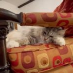 Cynthia Nixon Instagram - We think every day is #NationalPetDay… but swipe through to see how Aurora feels about it 😹