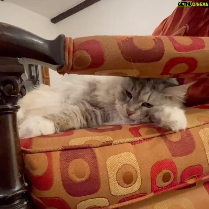 Cynthia Nixon Instagram - We think every day is #NationalPetDay… but swipe through to see how Aurora feels about it 😹