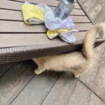 Dada Chan Instagram – ☀️under the sun 
52min no repeat HIIT   7min plank today @dada_diet_