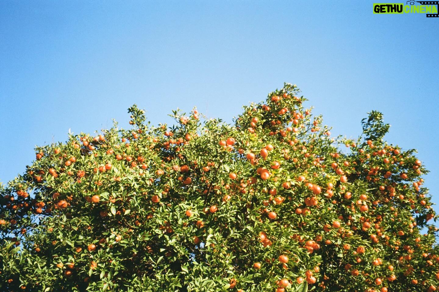 Dafne Keen Instagram - LA & NYC recap: tree in bloom, the goodest boy waiting in a car, skyscrapers, wall with shadows, traffic view from my flat, woman walking through a tunnel, a shop downtown, ash singing her heart out, Mandos hair after we took her braids out