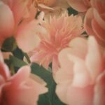 Daisy Edgar-Jones Instagram - 🌸🎞️