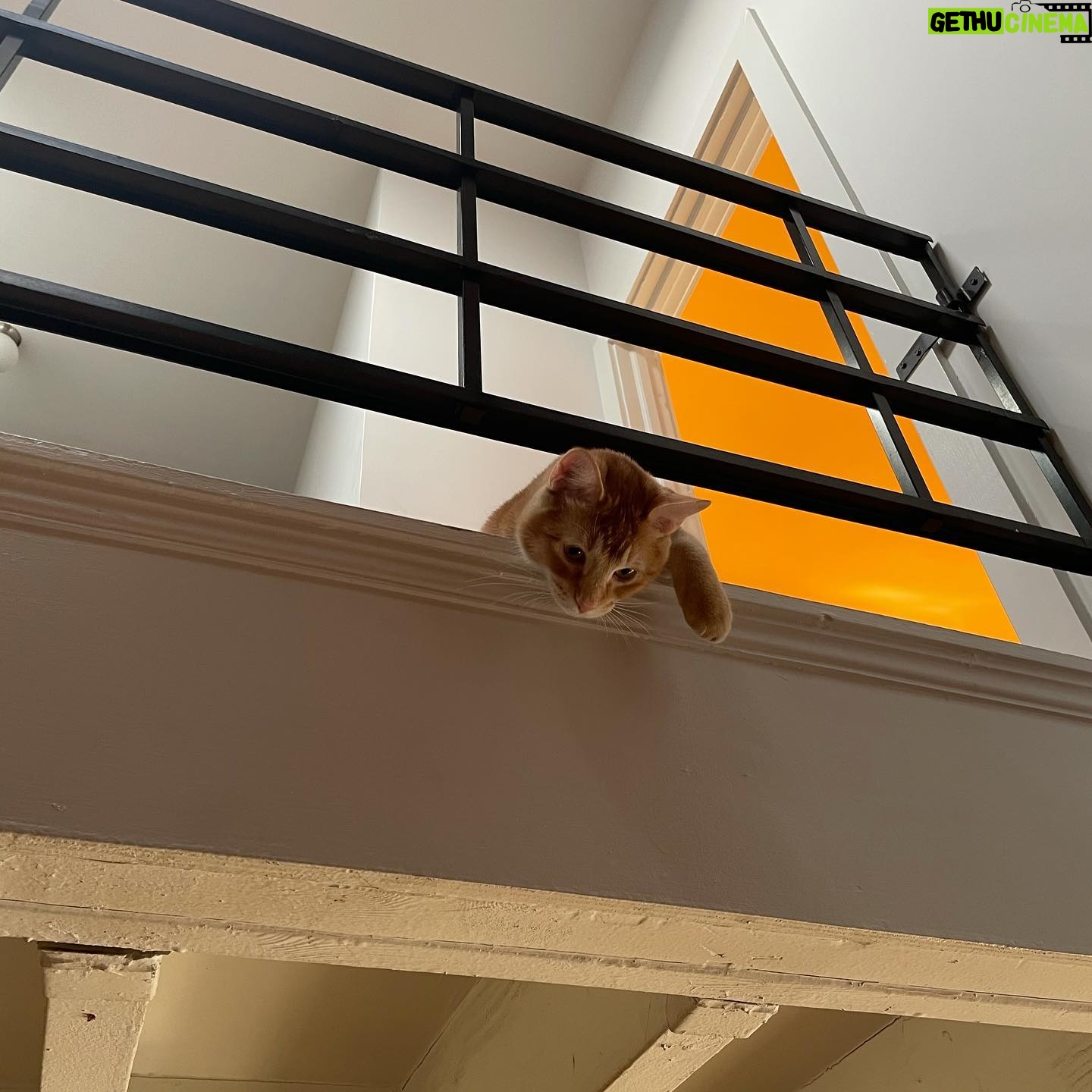 Daisy Edgar-Jones Instagram - kewl cats and kittens in NYC