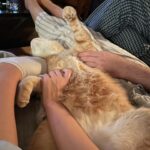 Daisy Edgar-Jones Instagram - kewl cats and kittens in NYC