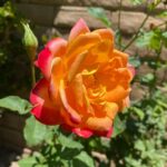 Dalila Bela Instagram – “A flower blooming in the desert proves to the world that adversity, no matter how great, can be overcome.”

– Matshona Dhliwayo

Happy Pride Month, everyone!!! #pride