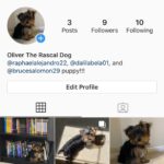 Dalila Bela Instagram – Hey guys!!! I just wanted to let you all know that @raphaelalejandro22, @brucesalomon29, and I’s puppy Oliver now has an Instagram account!!! His account is @ollie.elguapo!!! Go follow him!!! #puppylove