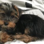 Dalila Bela Instagram – Meet Oliver (aka Ollie), my family and I’s new Yorkshire Terrier puppy!!!! He’s mischievous, adorable, and I love him very much!!!!