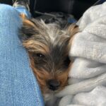 Dalila Bela Instagram – Happy 1st Birthday @ollie.elguapo!!!! I love you so much, and I’m so grateful to have such a loving, crazy, and adorable puppy!!! ❤️❤️❤️❤️
